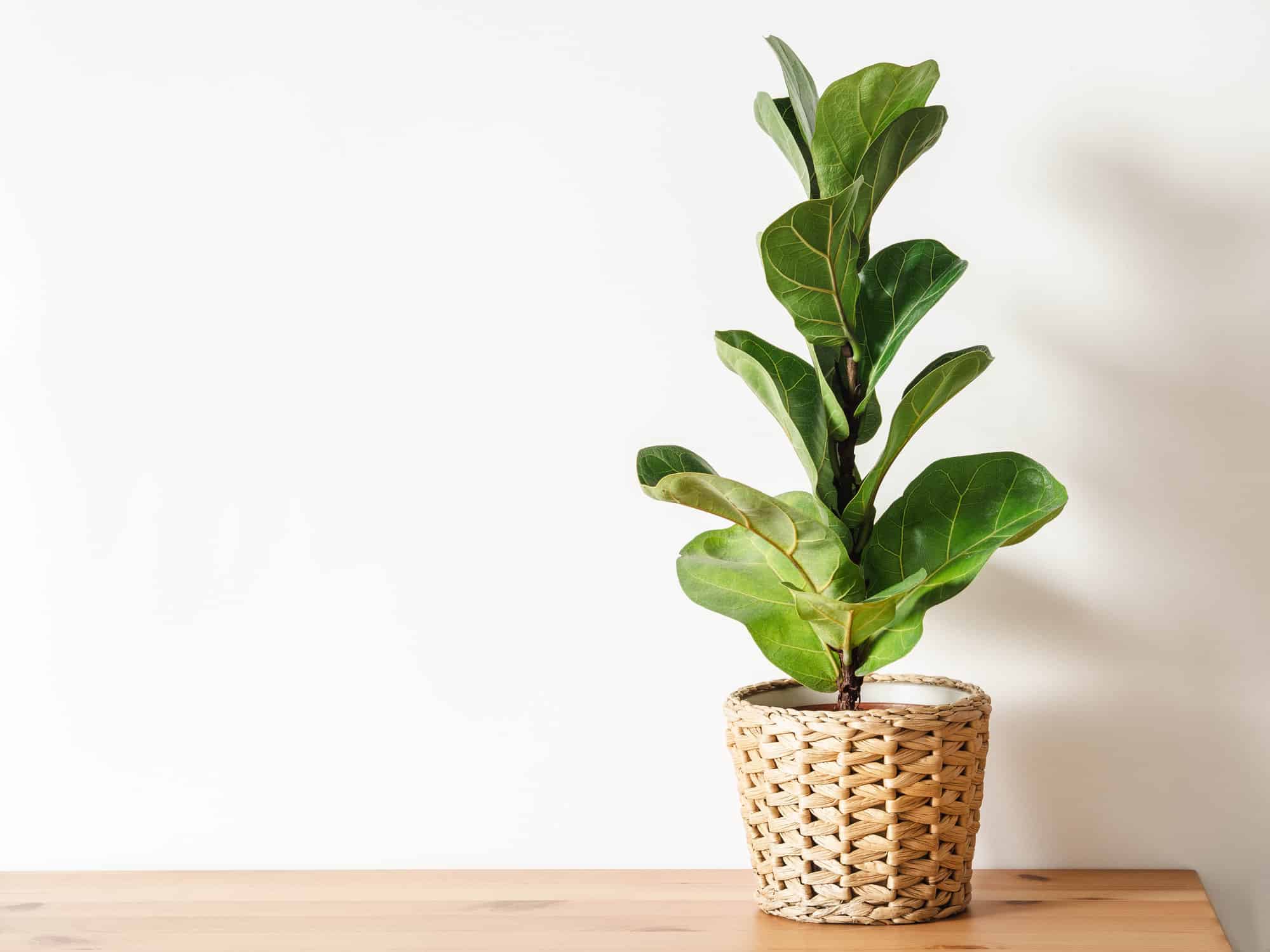 Fiddle Leaf Fig vs Bambino: c'è una differenza?