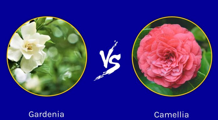Gardenia vs Camelia: 5 differenze chiave

