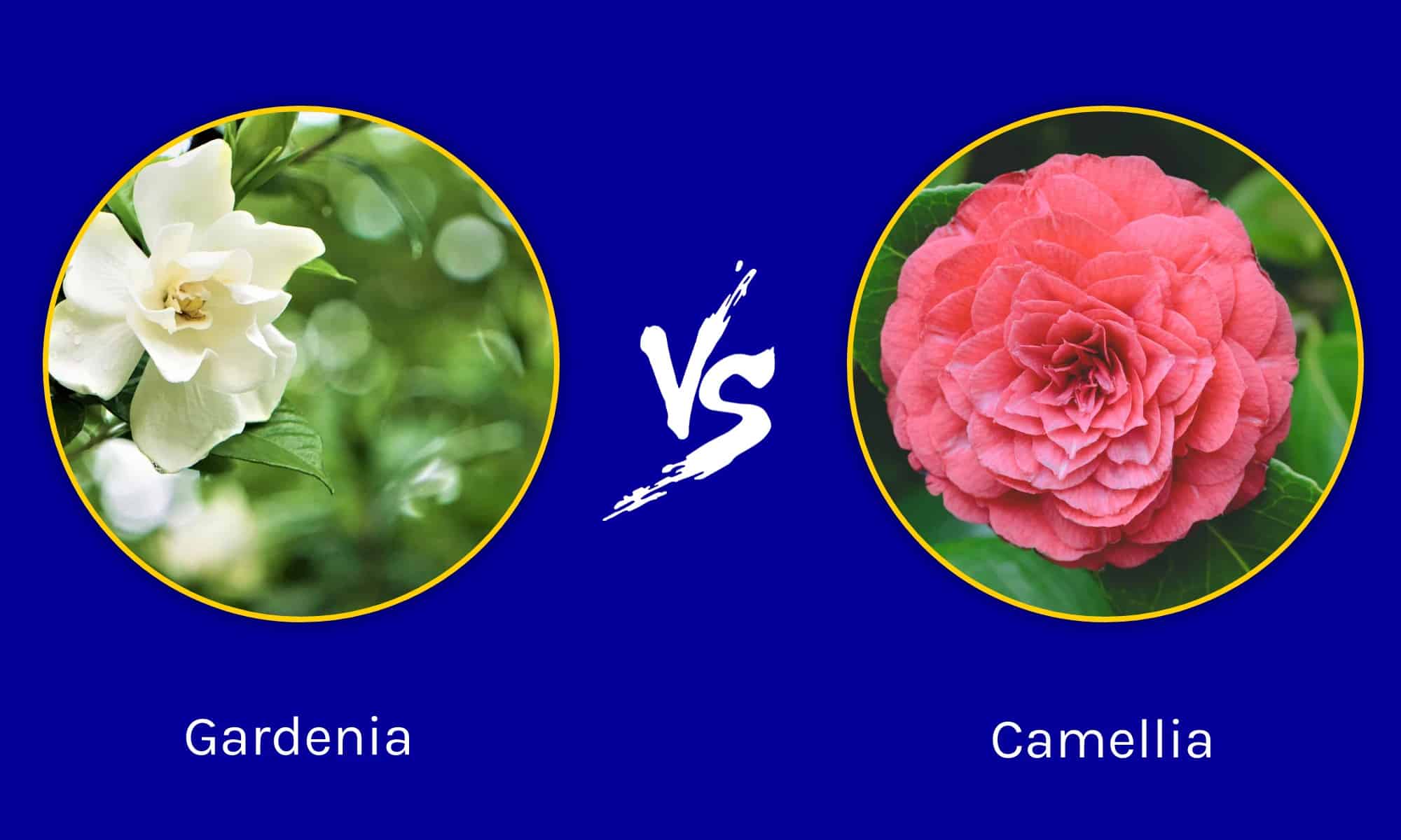 Gardenia vs Camelia: 5 differenze chiave