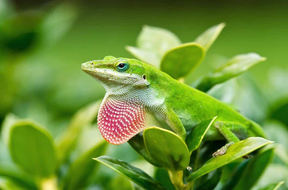 Anole Verde
