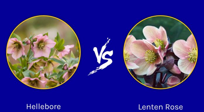 Helleboro vs Quaresimale: quali sono le loro differenze?
