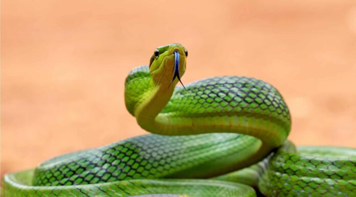 Green Rat Snake
