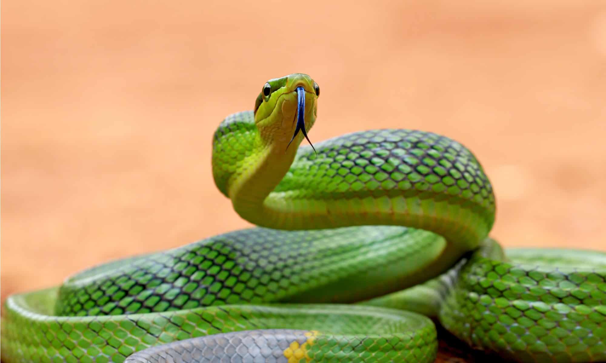 Green Rat Snake