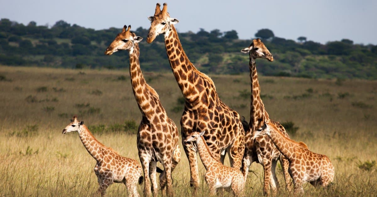 5 animali incredibili più alti delle giraffe