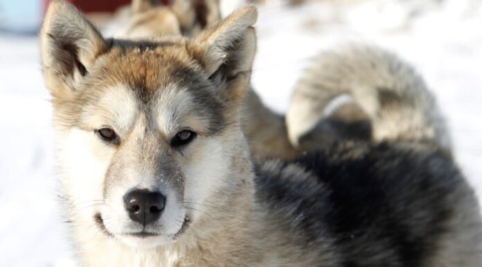 Cane della Groenlandia
