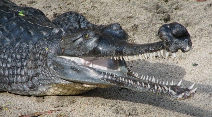 8 dei rettili più stupidi del mondo
