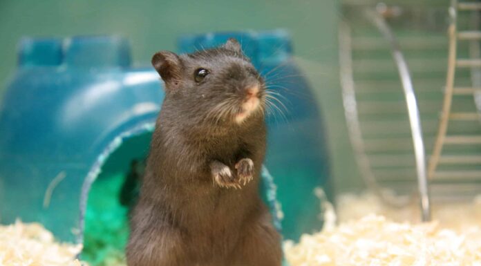 10 incredibili fatti sui gerbilli
