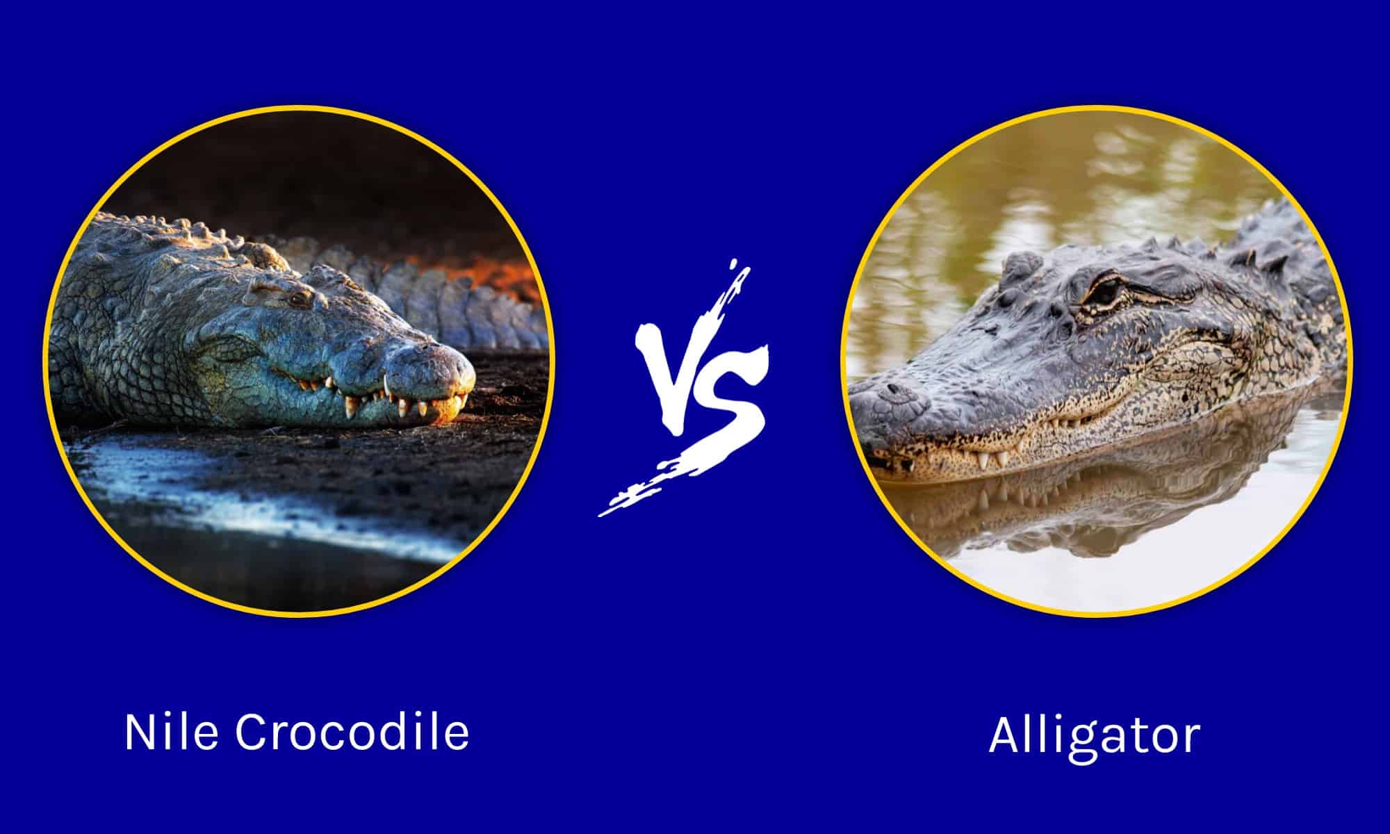 Coccodrillo del Nilo vs Alligatore: quali sono le differenze?