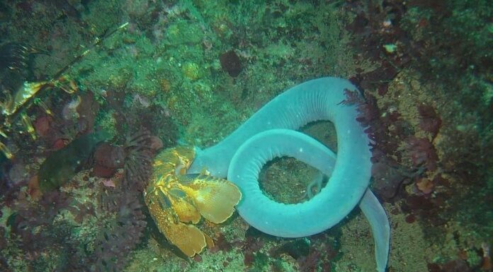Hagfish
