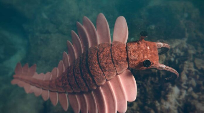 Scopri uno dei primi super predatori della Terra: una creatura simile a un gambero grande quanto un essere umano
