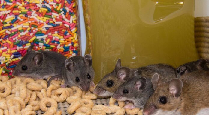 I topi si trasformano in topi?
