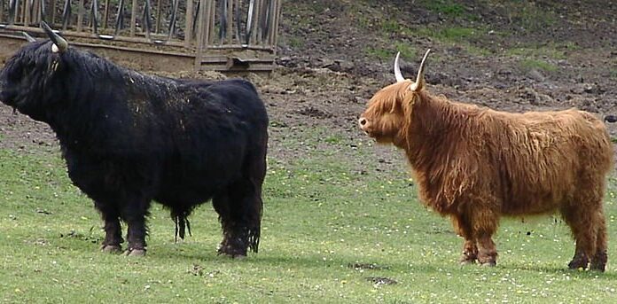 Bestiame dell'altopiano
