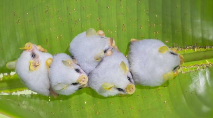 Pipistrello bianco honduregno
