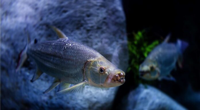 Scopri il pesce mostro del fiume così letale che può mangiare i coccodrilli!
