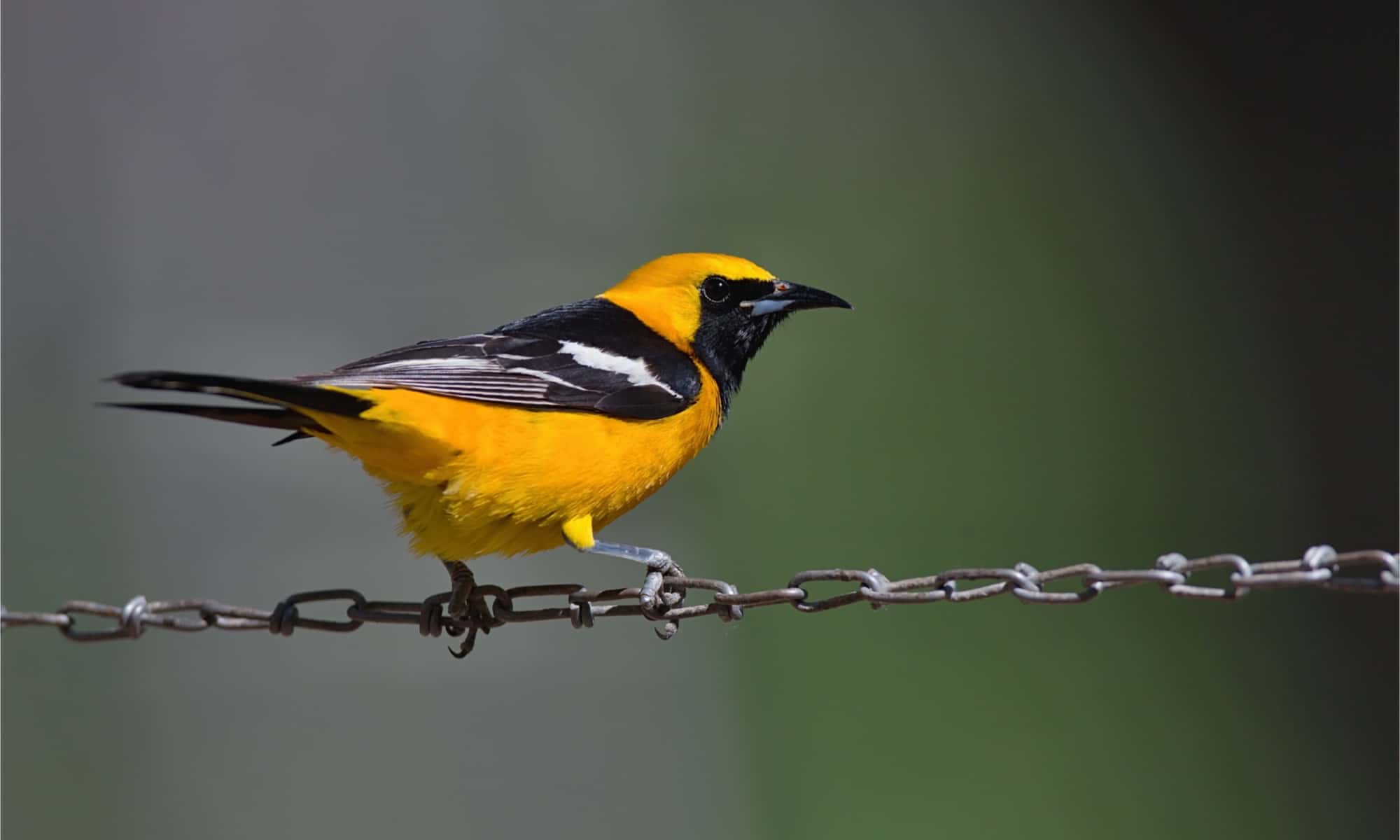 Rigogolo con cappuccio