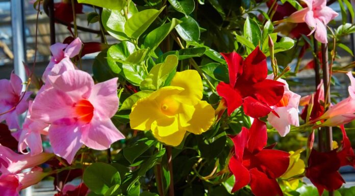 Mandevilla è perenne o annuale?
