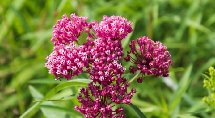 Milkweed è una pianta perenne o annuale?
