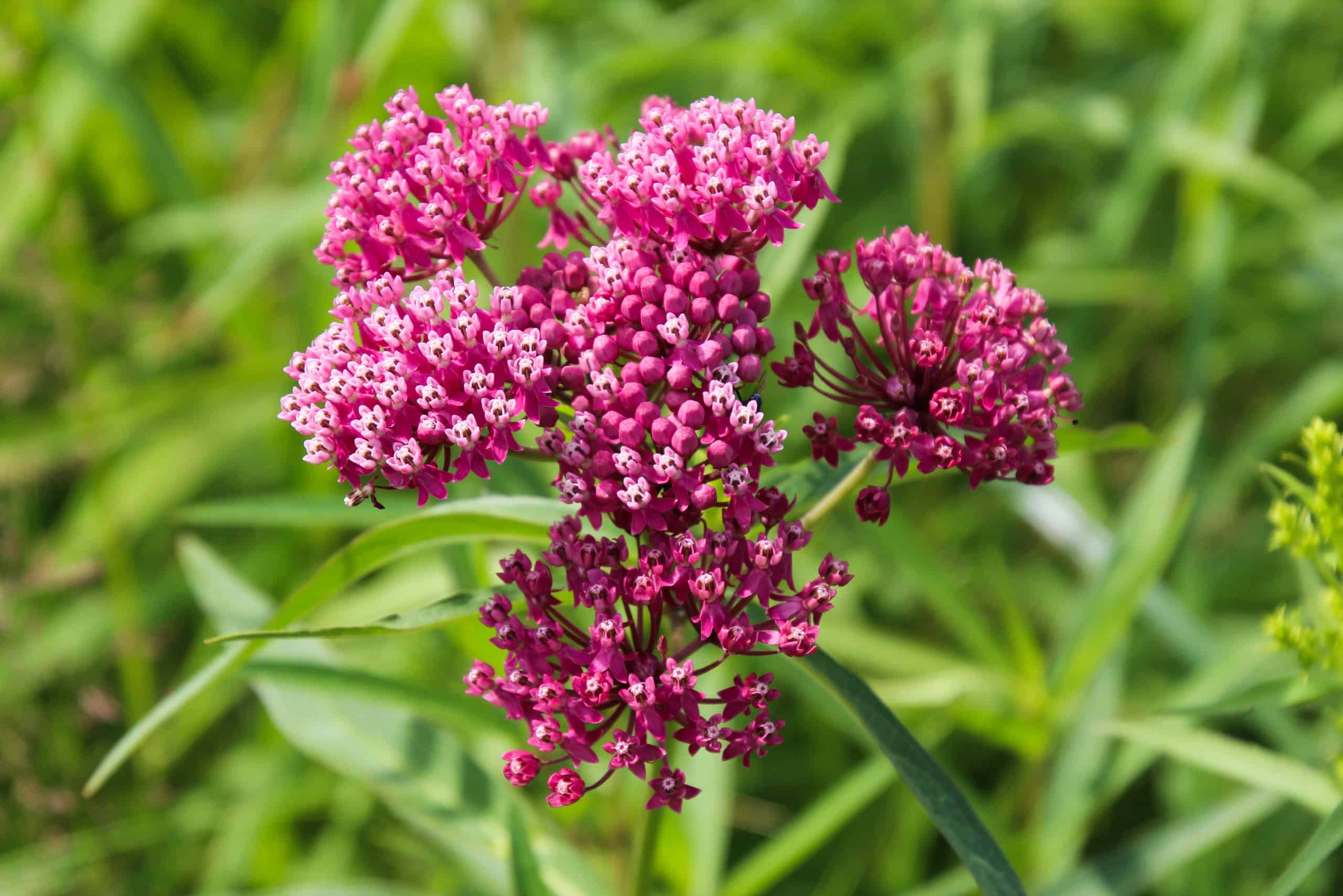 Milkweed è una pianta perenne o annuale?