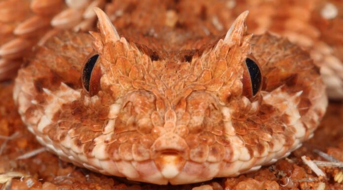 horned adder flicking tongue.