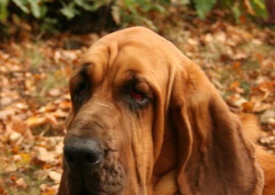 10 incredibili fatti di Bloodhound
