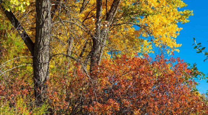 10+ fiori perenni che sbocciano dalla primavera all'autunno

