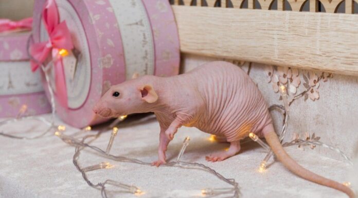 Ratti glabri: cosa devi sapere
