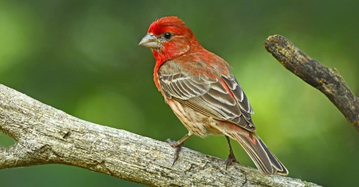 House Finch