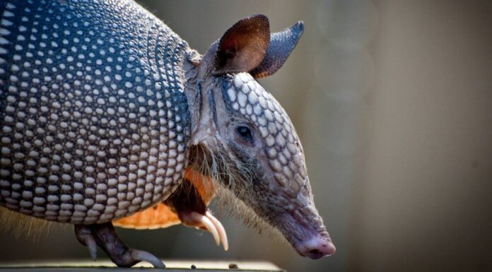 Sleepiest Animals &ndash; Giant