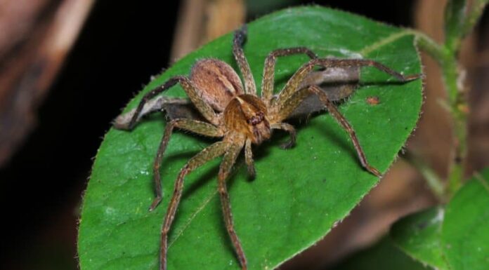 Huntsman Spider