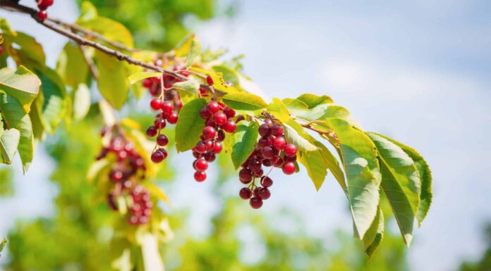 Chokecherry vs Chokeberry
