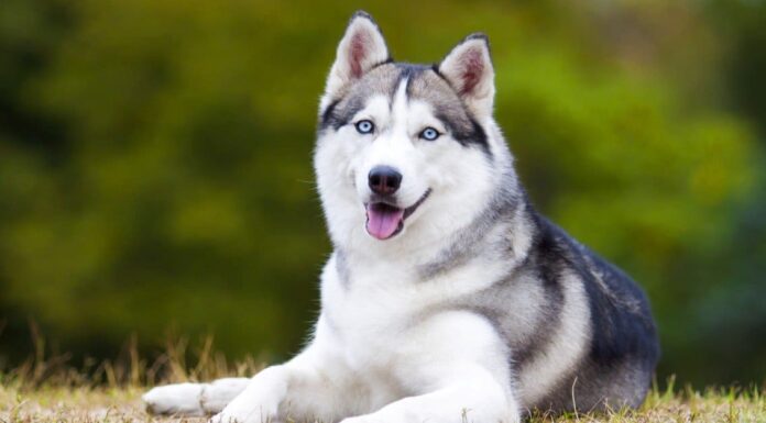 Husky