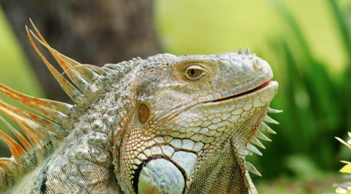 Iguana