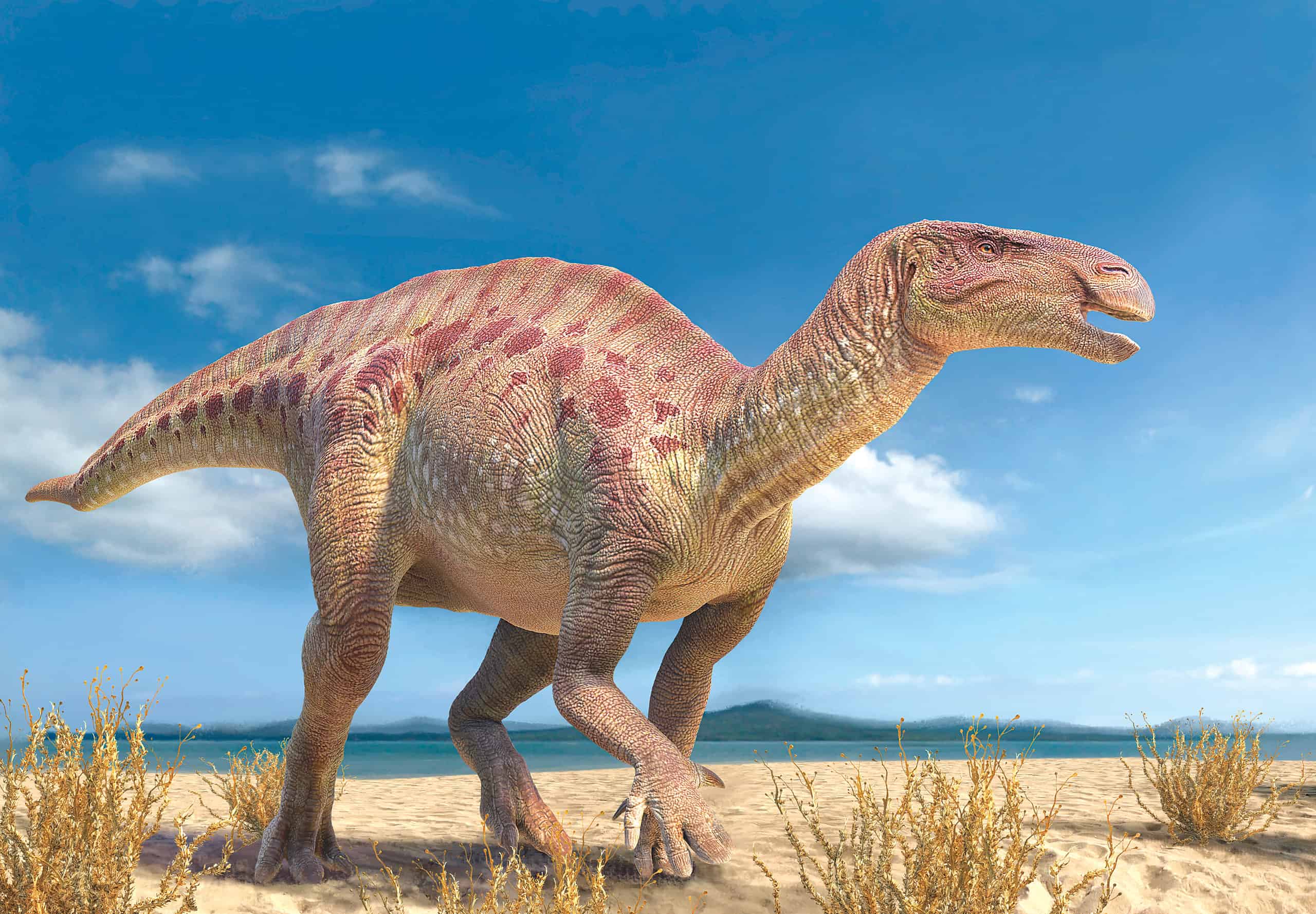 Iguanodonte