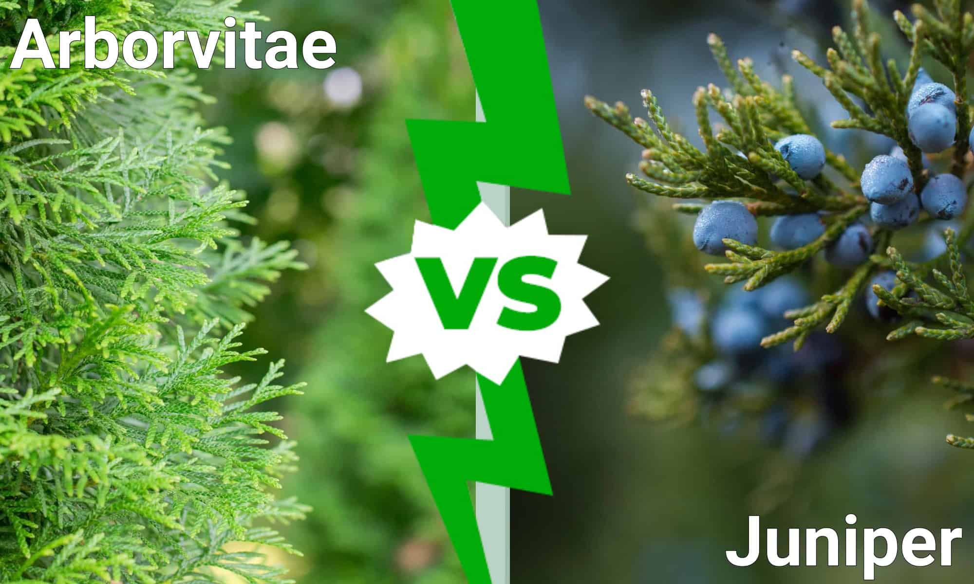 Arborvitae vs Juniper: quali sono le differenze?