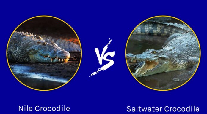 Coccodrillo del Nilo vs Coccodrillo d'acqua salata: quali sono le differenze?
