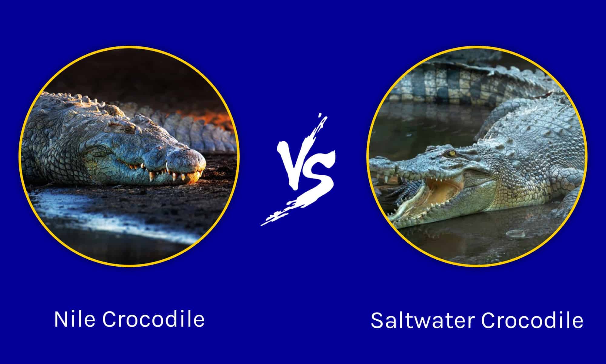Coccodrillo del Nilo vs Coccodrillo d'acqua salata: quali sono le differenze?