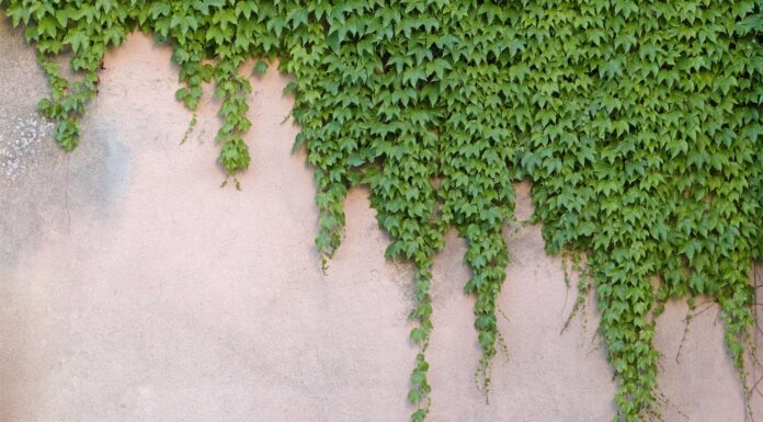 Virginia Creeper vs Boston Ivy