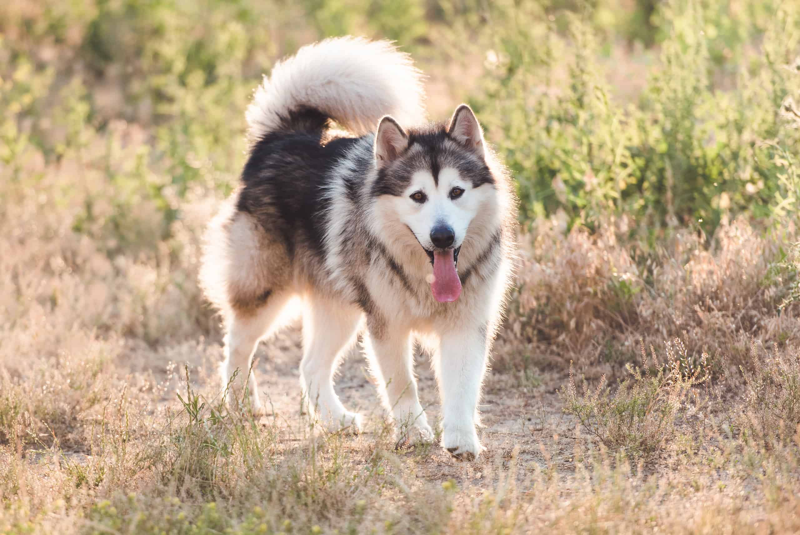 10 Incredible Alaskan Malamute Facts