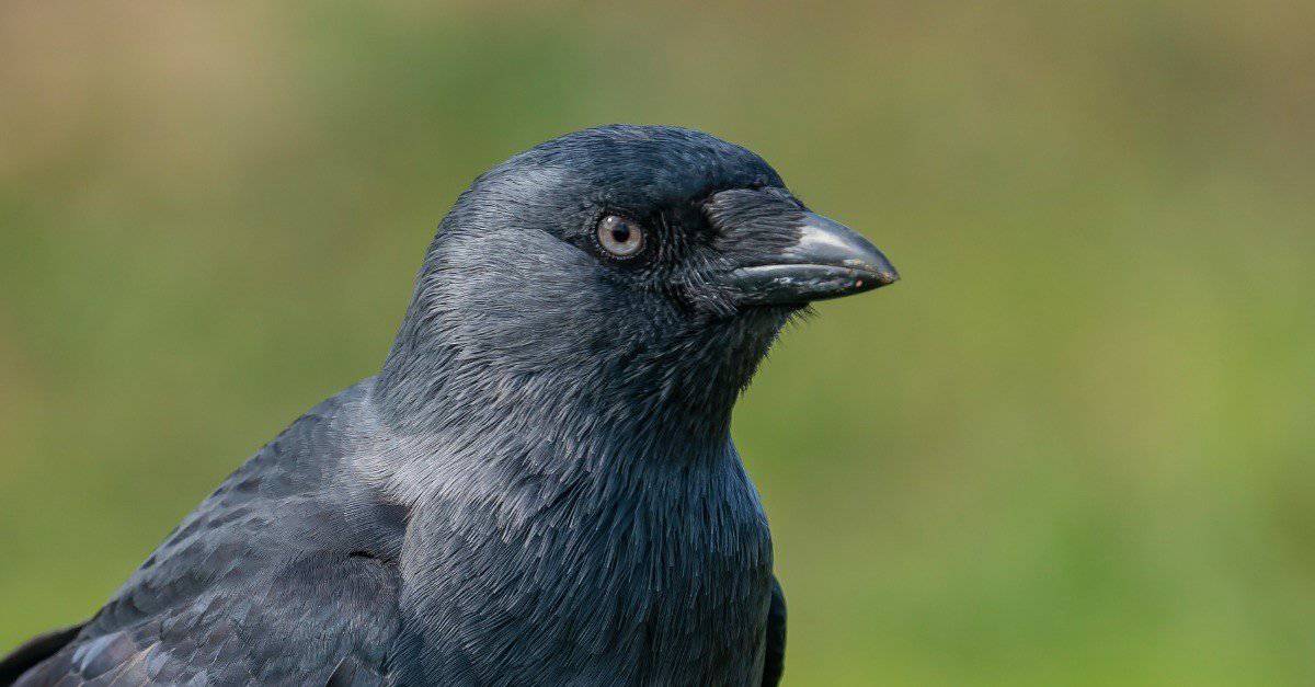 Jackdaw