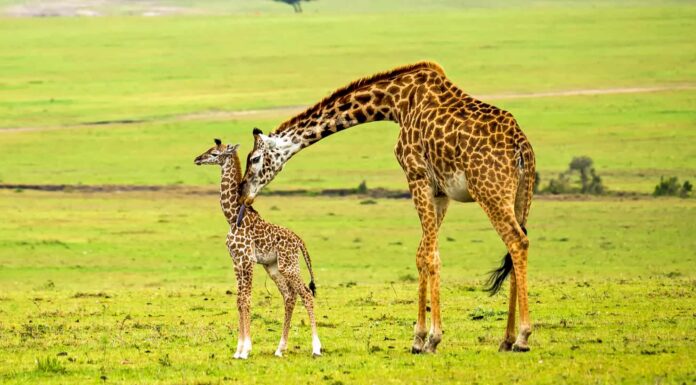 Giraffe Poop: Everything You’ve Ever Wanted to Know