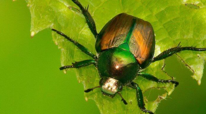 Japanese Beetle