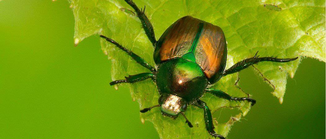 Japanese Beetle