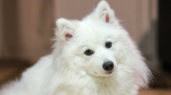 Japanese Spitz