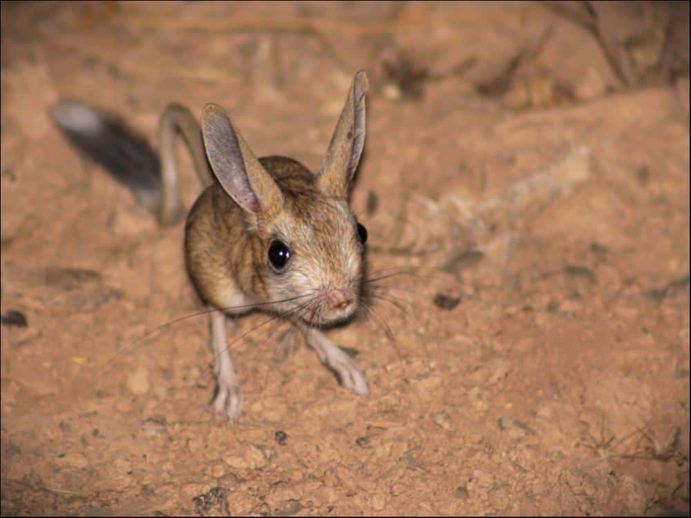 Jerboa