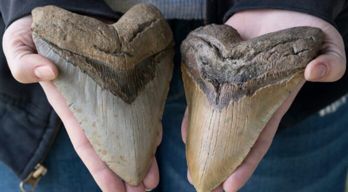 Megalodon tooth