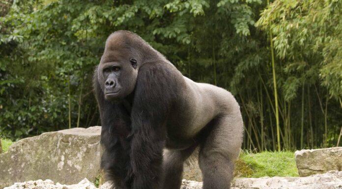 5 animali assurdamente forti più potenti di un Silverback
