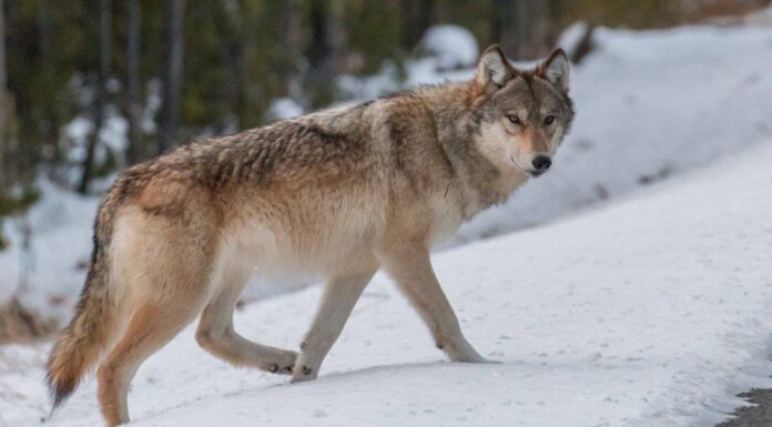 Questi 3 gatti sovrastano anche i lupi più grandi!
