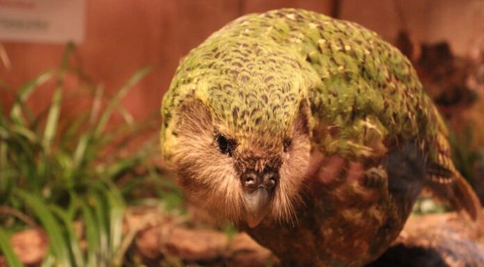 Kakapo