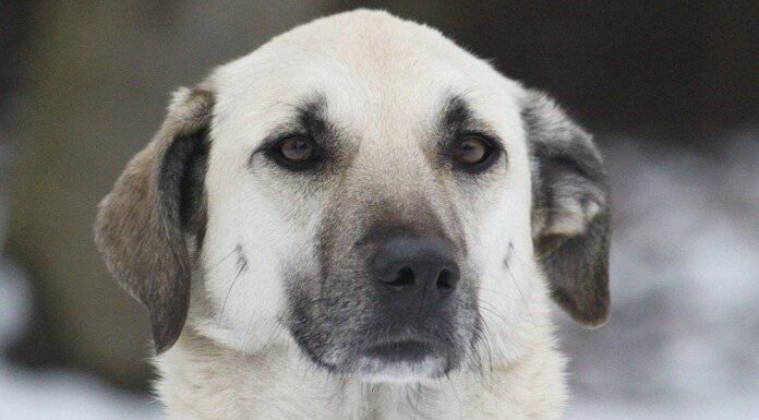 Cane pastore Kangal
