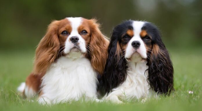 Cavalier King Charles Spaniel playing in the grass
